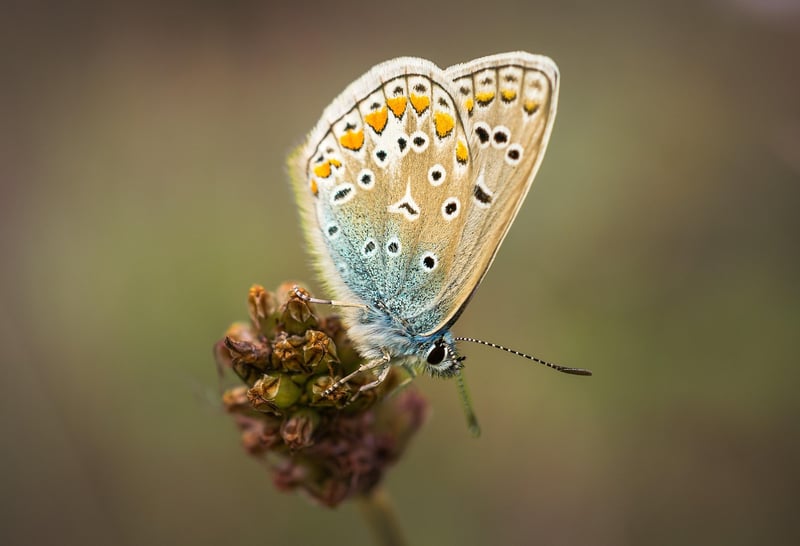 Butterfly Effect Clarifications